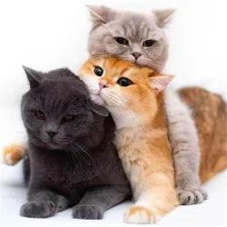 COLLECTIONS MIAOU MIAOU